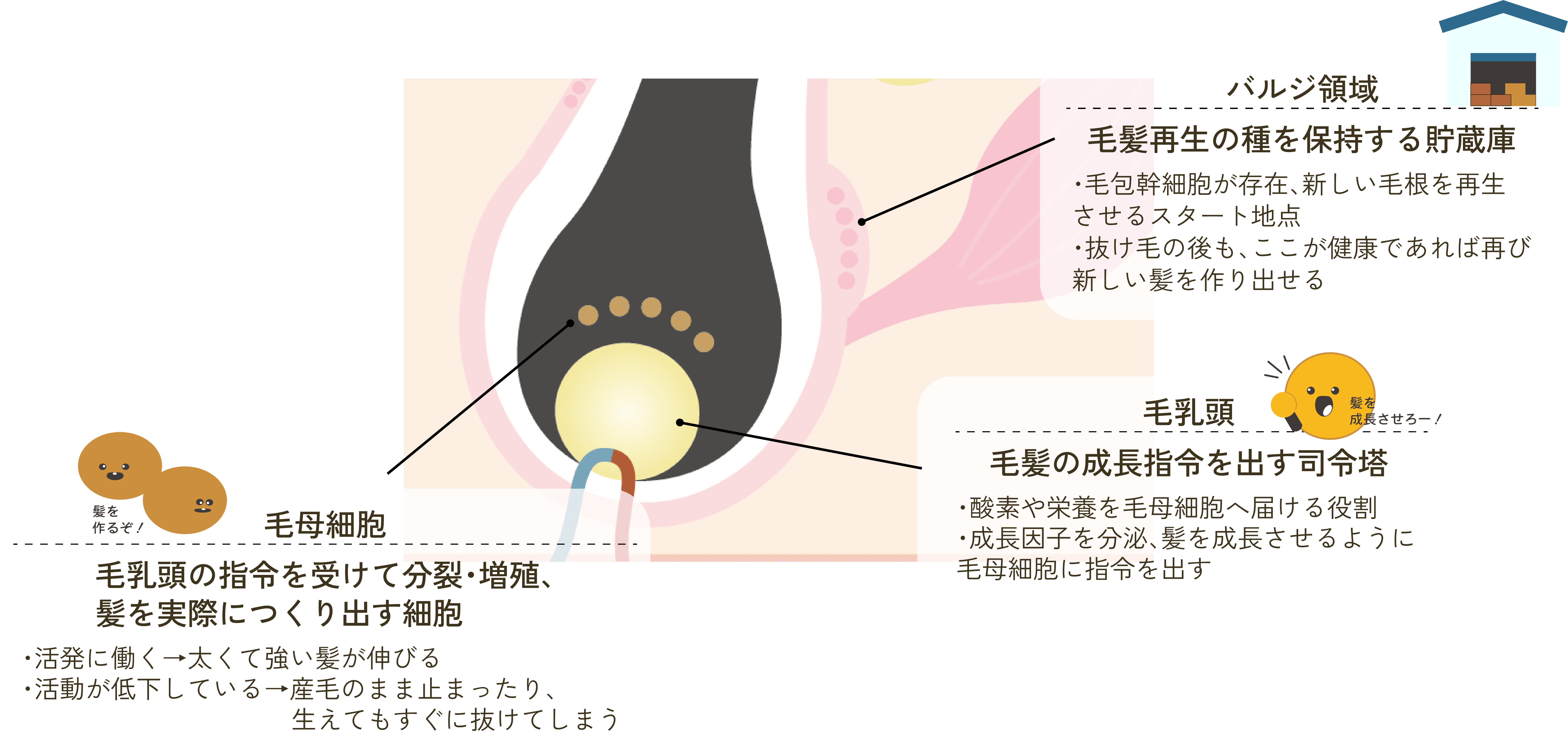 髪が生える仕組み