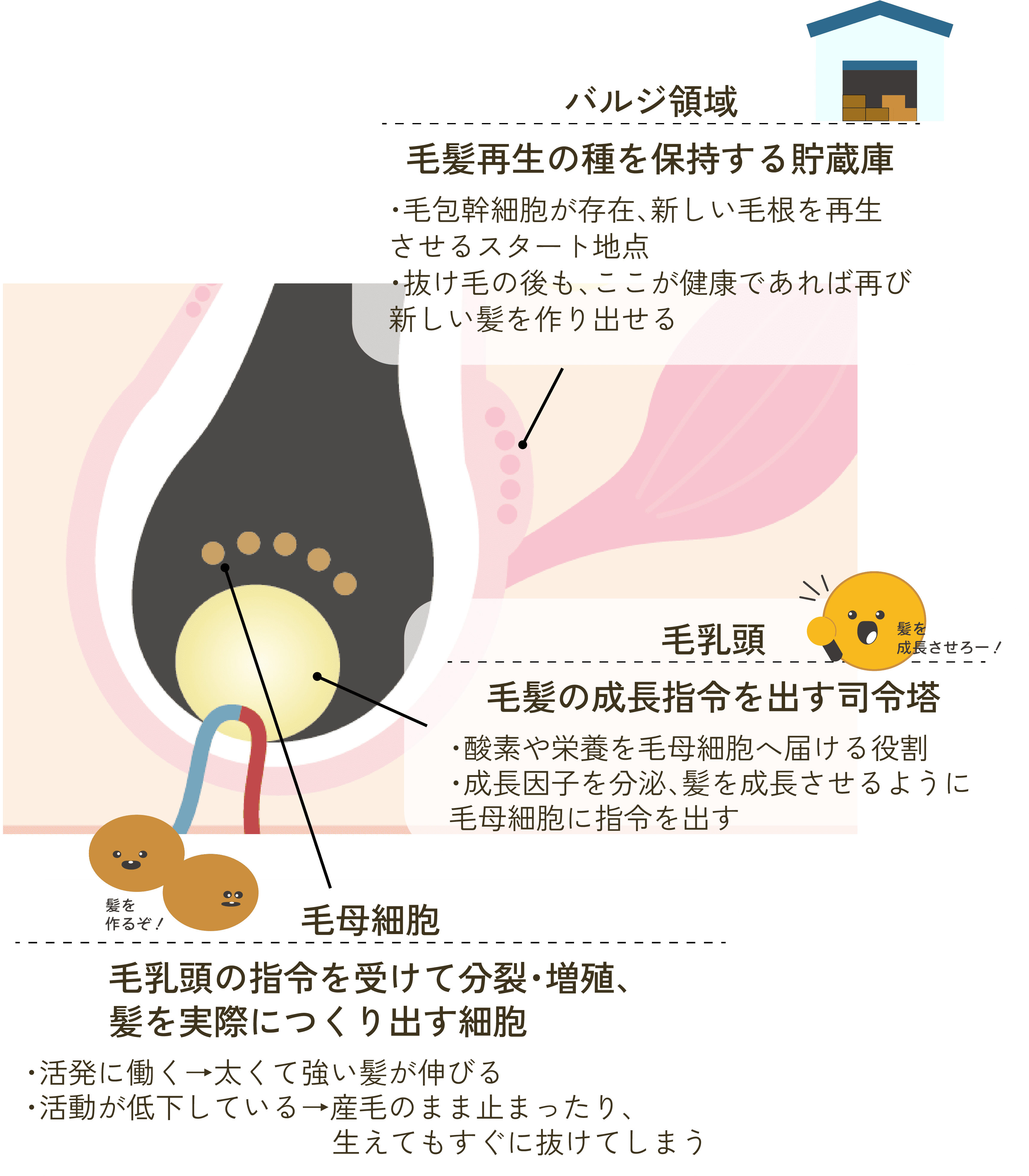髪が生える仕組み